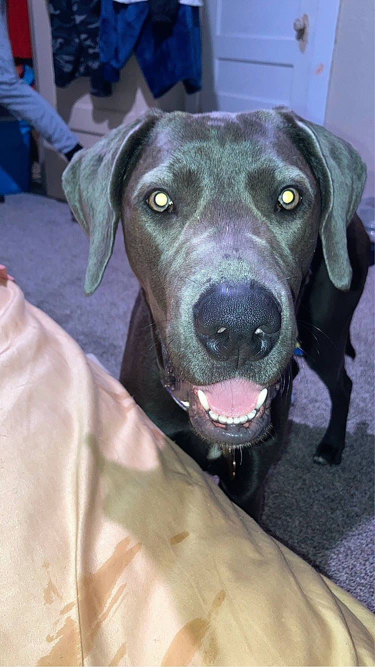 Symo?e joined the competition — help win amazing prizes! blue, borador, canidae, carnivore, collar, companion_dog, dog, dog_breed, electric_blue, fur, guard_dog, gun_dog, hat, hunting_dog, liver, non_sporting_group, snout, sporting_group, whiskers, working_animal