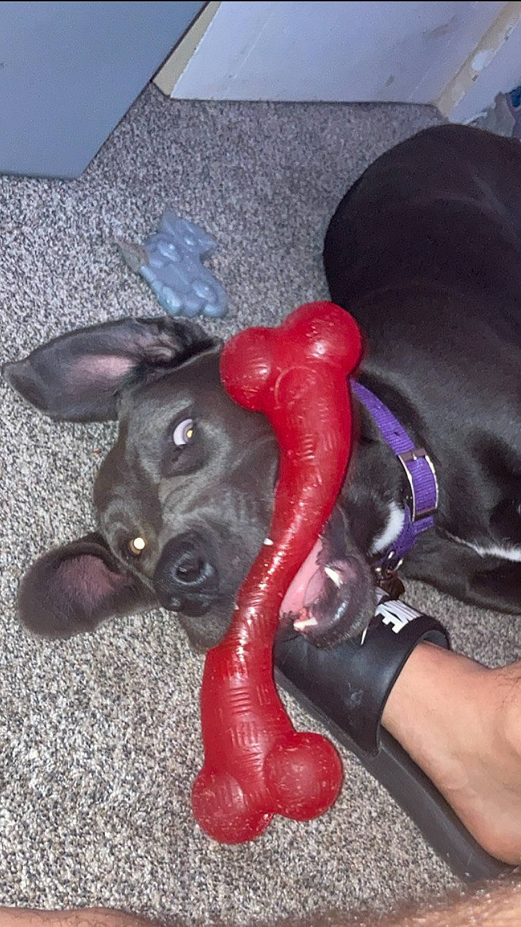 Symo?e is registered to the contest to win money with this photo: black_cat, carmine, carnivore, companion_dog, dog, dog_breed, ear, fashion_accessory, fawn, felidae, foot, gesture, human_leg, paw, small_to_medium_sized_cats, snout, tail, thigh, whiskers, working_animal