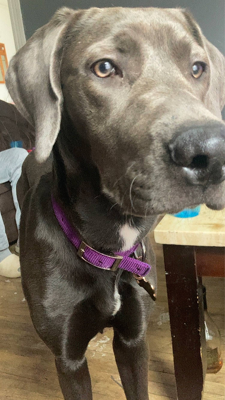 Symo?e is registered to the contest to win money with this photo: borador, carnivore, collar, companion_dog, dog, dog_breed, dog_collar, ear, fawn, fur, gun_dog, hunting_dog, leash, liver, pet_supply, snout, sporting_group, whiskers, working_animal