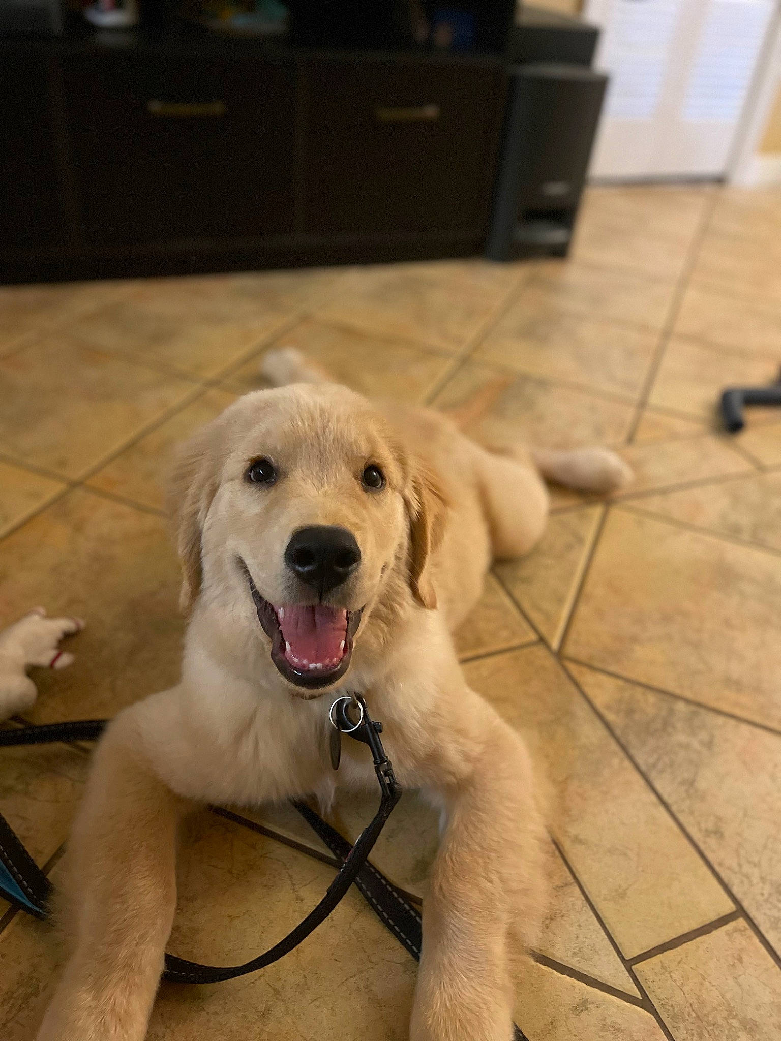 Kogi is registered to the contest to win money with this photo: cabinetry, carnivore, collar, companion_dog, dog, dog_breed, dog_collar, drawer, fawn, floor, flooring, foot, happy, hardwood, paw, pet_supply, tail, whiskers, wood, working_animal