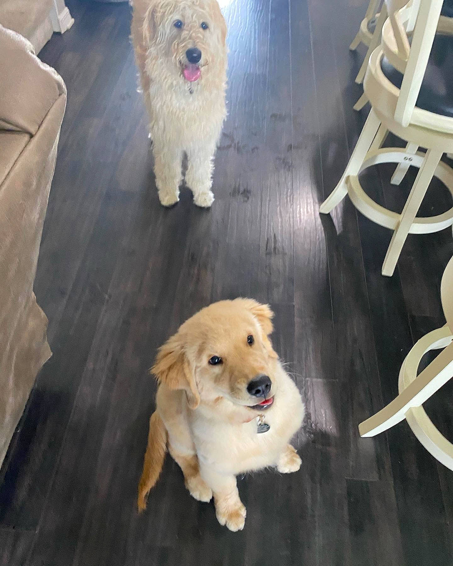 Kogi joined the competition — help win amazing prizes! canidae, carnivore, companion_dog, dog, dog_breed, fawn, floor, flooring, fur, gas, hardwood, light, mammal, snout, sporting_group, vertebrate, white, wood, working_animal, yellow