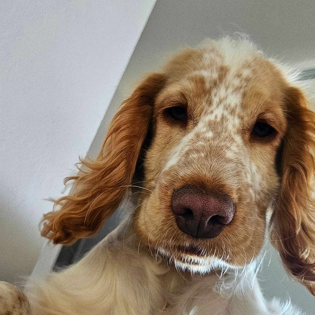 Bouillette participe au concours pour gagner de l'argent avec cette photo : dog, close_up, indoor, pet, canine, curious, ears, spotted, muzzle, fur, animal, portrait, looking_down, whiskers, nose, head, companion, domestic, cute, brown