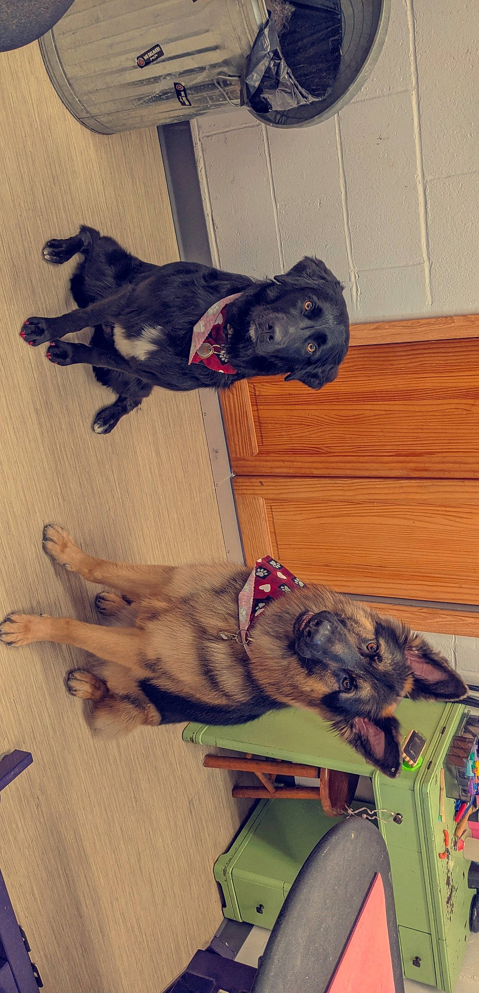 Jaxon is registered to the contest to win money with this photo: canidae, carnivore, dog, dog_breed, sporting_group, tail