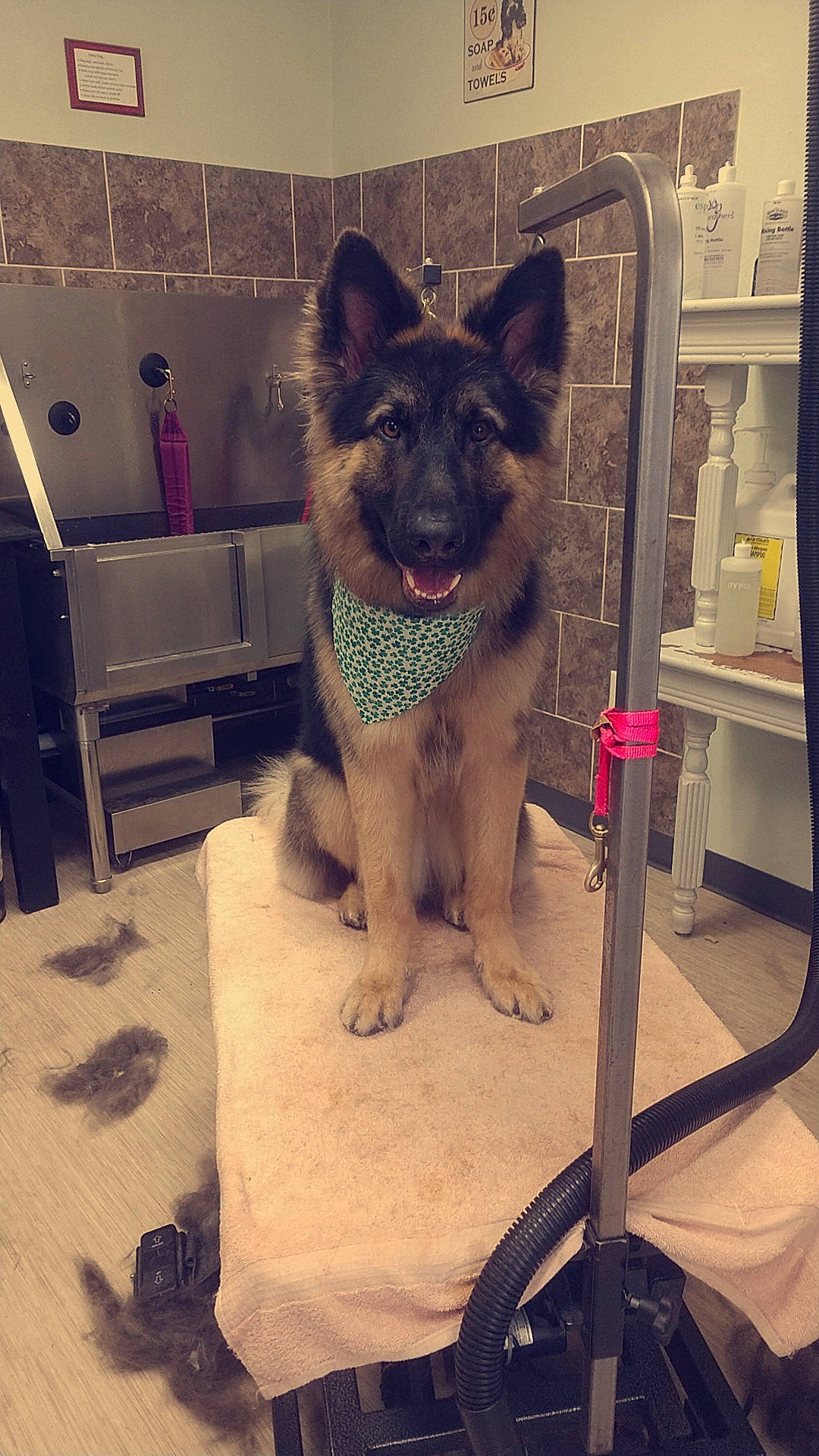 Jaxon is registered to the contest to win money with this photo: belgian_shepherd, belgian_shepherd_malinois, canidae, carnivore, dog, dog_breed, east_european_shepherd, fawn, german_shepherd_dog, king_shepherd, mammal, norwegian_elkhound, old_german_shepherd_dog, shiloh_shepherd_dog, tervuren, vertebrate, working_dog