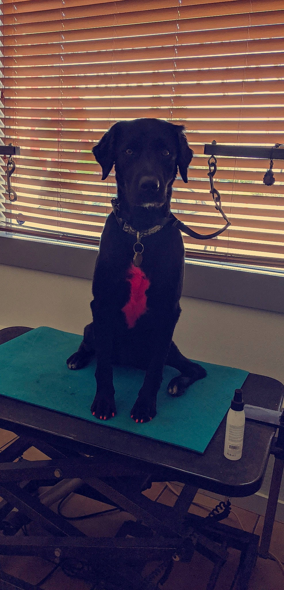 Remi is registered to the contest to win money with this photo: canidae, carnivore, companion_dog, dog, dog_breed, guard_dog, labrador_retriever, patterdale_terrier, puppy, snout, sporting_group, table