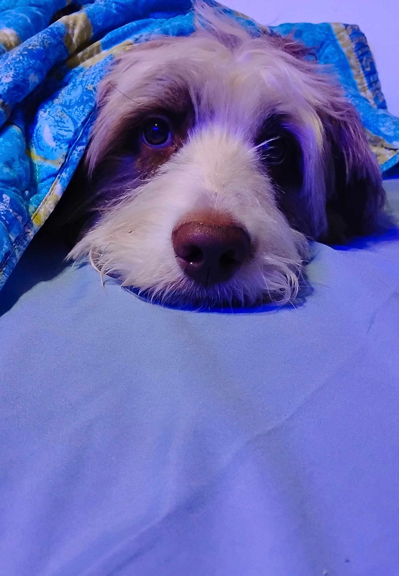 Jumanji is registered to the contest to win money with this photo: dog, pet, blanket, bed, resting, fur, face, closeup, cozy, blue, sleepy, cute, animal, indoors, comfort, snuggle, expression, lying_down, nose, ears