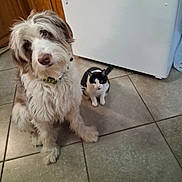 Jumanji is registered to the contest to win money with this photo: dog, cat, indoor, tile_floor, kitchen, white_dog, black_and_white_cat, pet, fur, floor, appliance, curious, sitting, looking_up, domestic, animal, companion, collar, curious_eyes, household