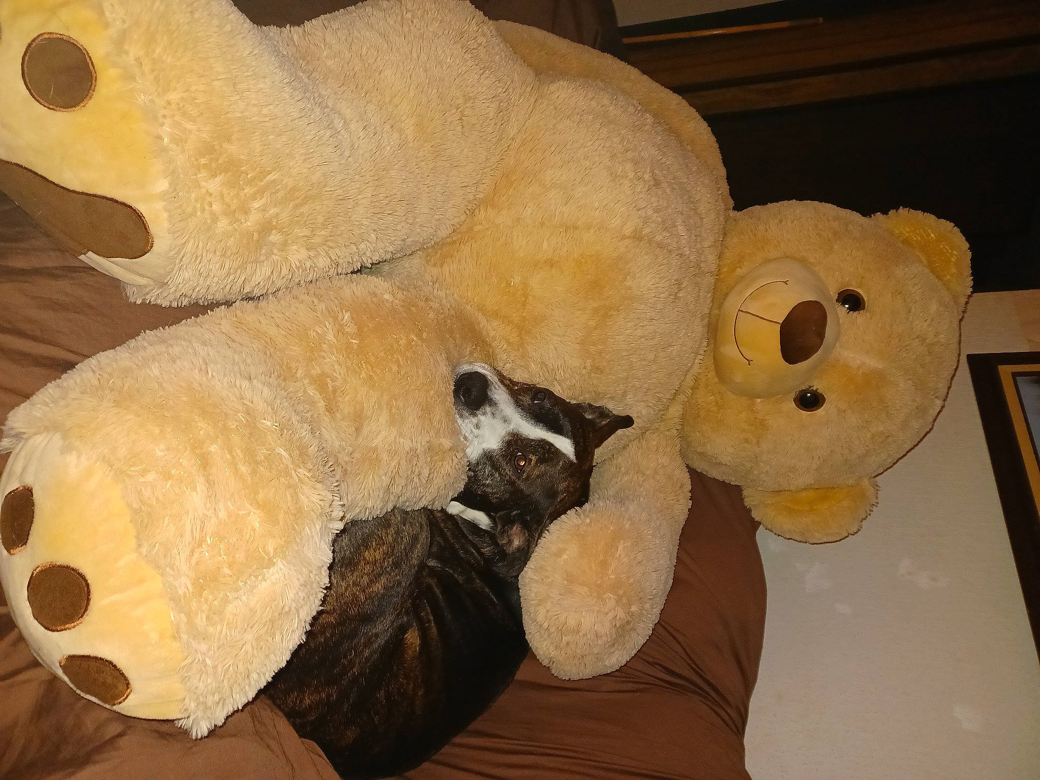 Frankie joined the competition — help win amazing prizes! comfort, fur, natural_material, plush, room, stuffed_toy, toy, wood