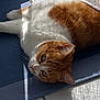 blue_mat, cat, cozy, curtain, domestic_animal, ears, feline, floor, ginger_cat, indoor, lazy, pet, relaxing, shadow, sleepy, sunlight, tile, whiskers, white_cat, window
