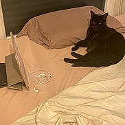 Prunelle participe au concours pour gagner de l'argent avec cette photo : cat, black_cat, bed, pillow, tablet, earphones, cord, blanket, indoor, furniture, resting, pet, technology, relaxing, sleepy, cozy, living_space, electronic_device, soft_lighting, home