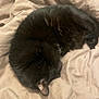 cat, black_cat, sleeping, curled_up, pet, animal, fur, bed, blanket, cozy, resting, domestic_cat, whiskers, cute, feline, ear, soft, indoor, relaxing, nap