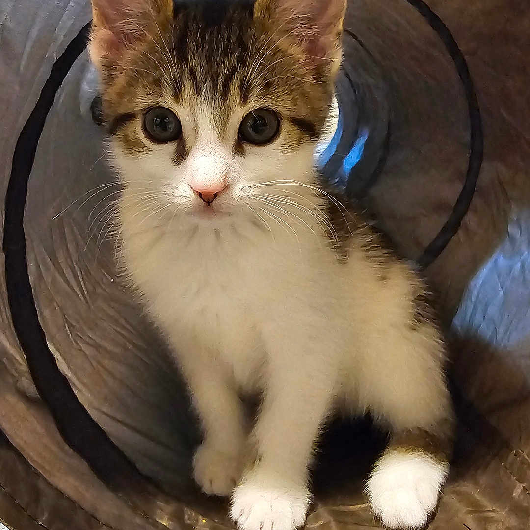 Loki is registered to the contest to win money with this photo: abyssinian, accessories, animal, bag, basket, cat, hardwood, kitten, manx, pet, siamese, strap, wood