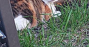 Autumn is registered to the contest to win money with this photo: animal, backyard, calico_cat, cat, chair, curious, ears, eyes, feline, fur, grass, ground, metal, nature, outdoor, pet, resting, sunlight, whiskers, wooden_fence