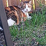 Autumn is registered to the contest to win money with this photo: cat, calico_cat, grass, wooden_fence, outdoor, animal, pet, nature, feline, curious, resting, sunlight, backyard, chair, metal, fur, whiskers, ears, eyes, ground