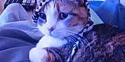 Autumn joined the competition — help win amazing prizes! man, cat, indoor, chair, remote_control, headband, relaxed, furniture, smile, pet, animal, comfort, couch, person, domestic, cozy, wearing, resting, cute, blurred_background
