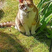 Autumn joined the competition — help win amazing prizes! animal, cat, collar, cute, daylight, domestic_cat, feline, fur, garden, grass, greenery, leaf, nature, outdoor, pet, plant, shadow, sitting, sunlight, whiskers