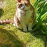 animal, cat, collar, cute, daylight, domestic_cat, feline, fur, garden, grass, greenery, leaf, nature, outdoor, pet, plant, shadow, sitting, sunlight, whiskers