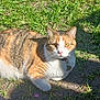Autumn joined the competition — help win amazing prizes! cat, calico, grass, outdoor, sunlight, collar, pet, animal, ground, nature, fur, whiskers, closeup, daylight, yellow_eyes, paw, relaxing, domestic_cat, person_leg, shoe