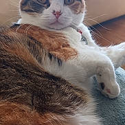 Autumn joined the competition — help win amazing prizes! cat, calico, feline, pet, fur, whiskers, indoor, blanket, couch, cozy, relaxed, animal, mammal, pink_nose, ears, eyes, paws, home, resting, curious