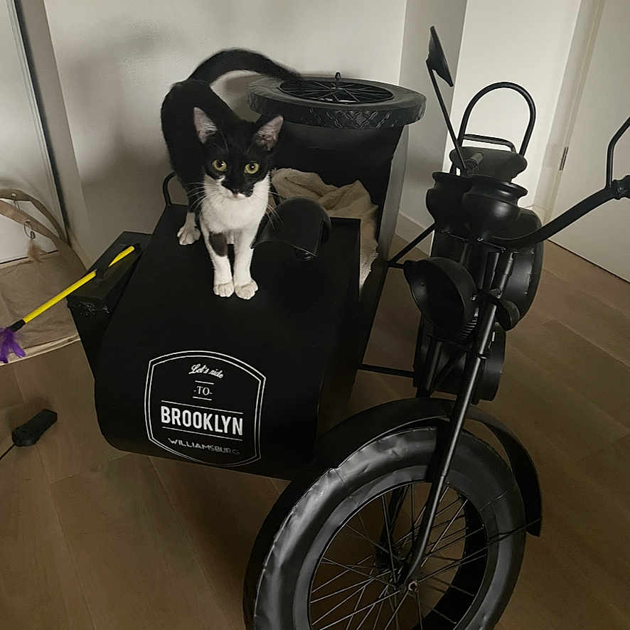 Chloé a rejoint le concours — aidez-le/la à gagner de superbes lots ! alloywheel, animal, bicycle, canine, car, carwheel, cat, chair, dog, furniture, machine, motorcycle, motorscooter, pet, spoke, tire, transportation, tricycle, vehicle, wheel