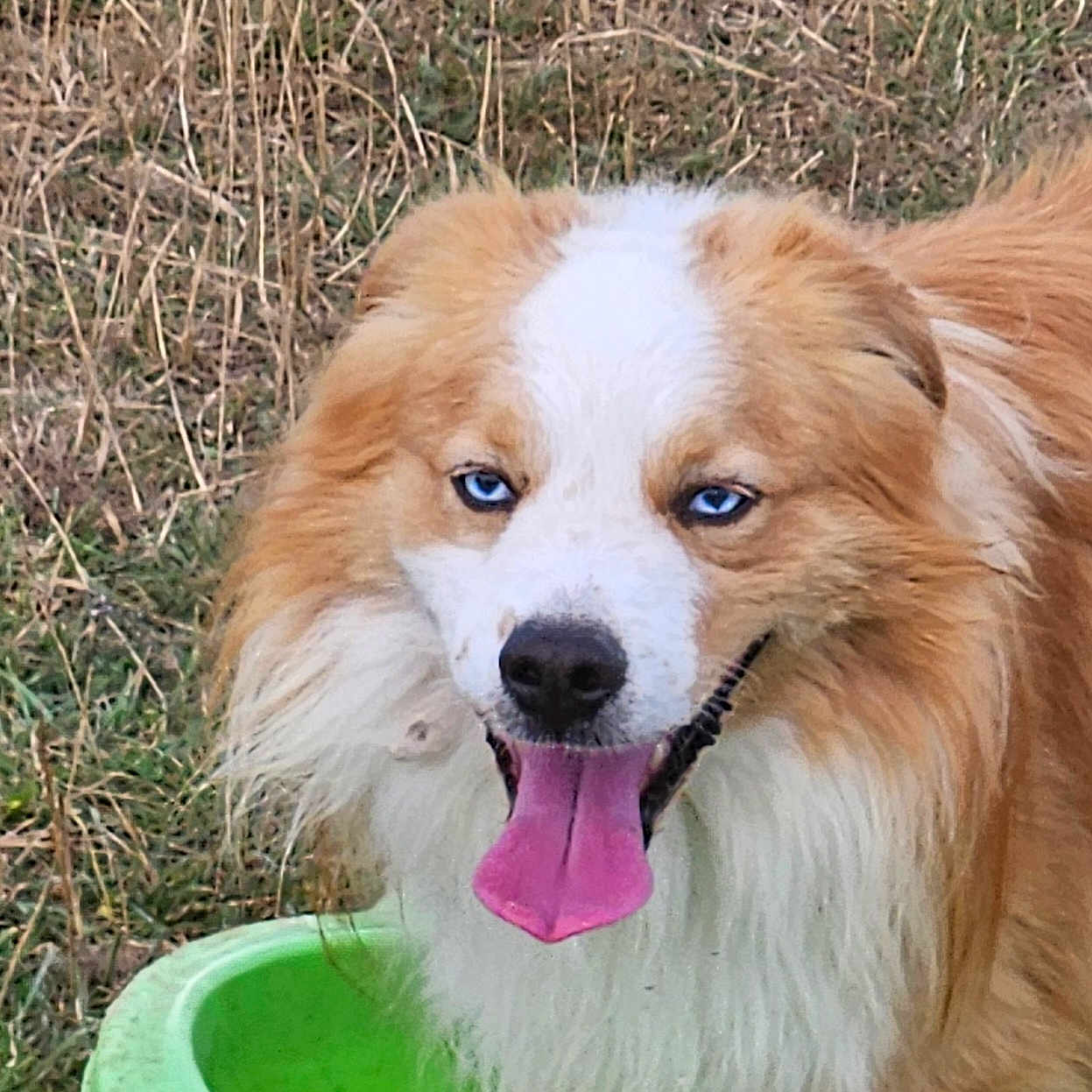 Wash a rejoint le concours — aidez-le/la à gagner de superbes lots ! animal, blue_eyes, canine, closeup, cute, dog, fluffy, friendly, fur, grass, green_container, happy, nature, outdoor, pet, playful, portrait, summer, tongue, tongue_out