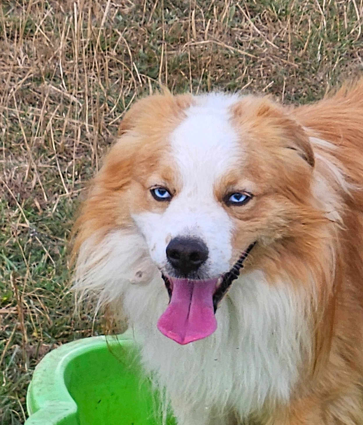 Wash a rejoint le concours — aidez-le/la à gagner de superbes lots ! dog, outdoor, grass, tongue, blue_eyes, happy, playful, fluffy, pet, animal, nature, green_container, summer, canine, closeup, fur, tongue_out, portrait, friendly, cute