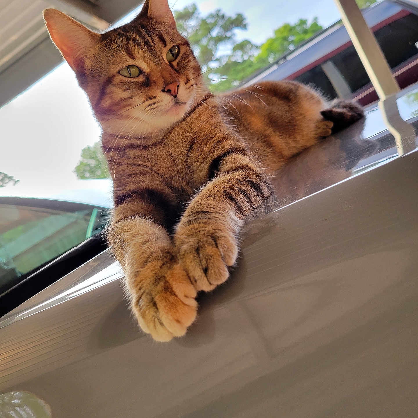 Lady is registered to the contest to win money with this photo: abyssinian, alloywheel, animal, car, carwheel, cat, computer, electronics, hardwood, kitten, machine, manx, pet, plywood, spoke, tire, transportation, vehicle, wheel, wood