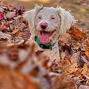 Cooper is registered to the contest to win money with this photo: animal, autumn_leaves, blurred_background, canine, close_up, collar, dog, fall, fur, happy, leaf_pile, nature, outdoor, pet, playful, seasonal, smiling, sunlight, tongue_out, white_dog