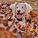 Cooper