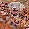 animal, autumn_leaves, blurred_background, canine, close_up, collar, dog, fall, fur, happy, leaf_pile, nature, outdoor, pet, playful, seasonal, smiling, sunlight, tongue_out, white_dog