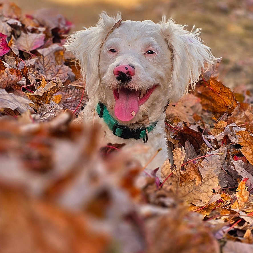 Cooper