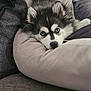 Oslow a rejoint le concours — aidez-le/la à gagner de superbes lots ! dog, puppy, husky, blue_eyes, fluffy, fur, pet, canine, couch, pillow, blanket, cozy, indoor, portrait, close_up, nose, ears, relaxed, looking_at_camera, home