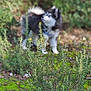 Oslow a rejoint le concours — aidez-le/la à gagner de superbes lots ! dog, husky, puppy, outdoors, greenery, shrub, moss, grass, foliage, bokeh, shallow_depth_of_field, blurred_subject, focused_foreground, pet, harness, blue_eyes, fur, paws, standing, nature