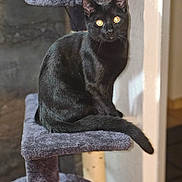 Athéna a rejoint le concours — aidez-le/la à gagner de superbes lots ! black_cat, cat, sitting, cat_tree, indoor, pet, golden_eyes, portrait, black_fur, whiskers, tail, paw, plush, furniture, home_interior, looking_at_camera, curious, cozy, soft_texture, close_up