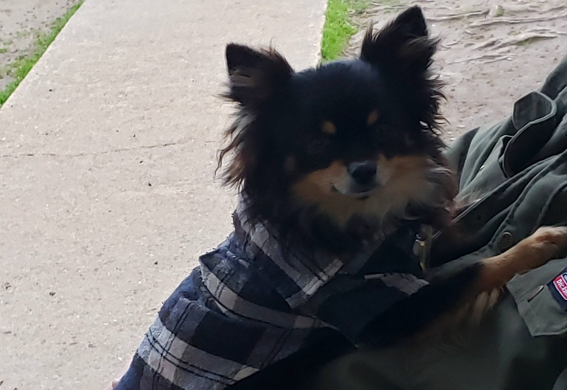 Jethro is registered to the contest to win money with this photo: canidae, carnivore, companion_dog, dog, dog_breed, papillon, pomeranian, puppy, snout, sporting_group, toy_dog