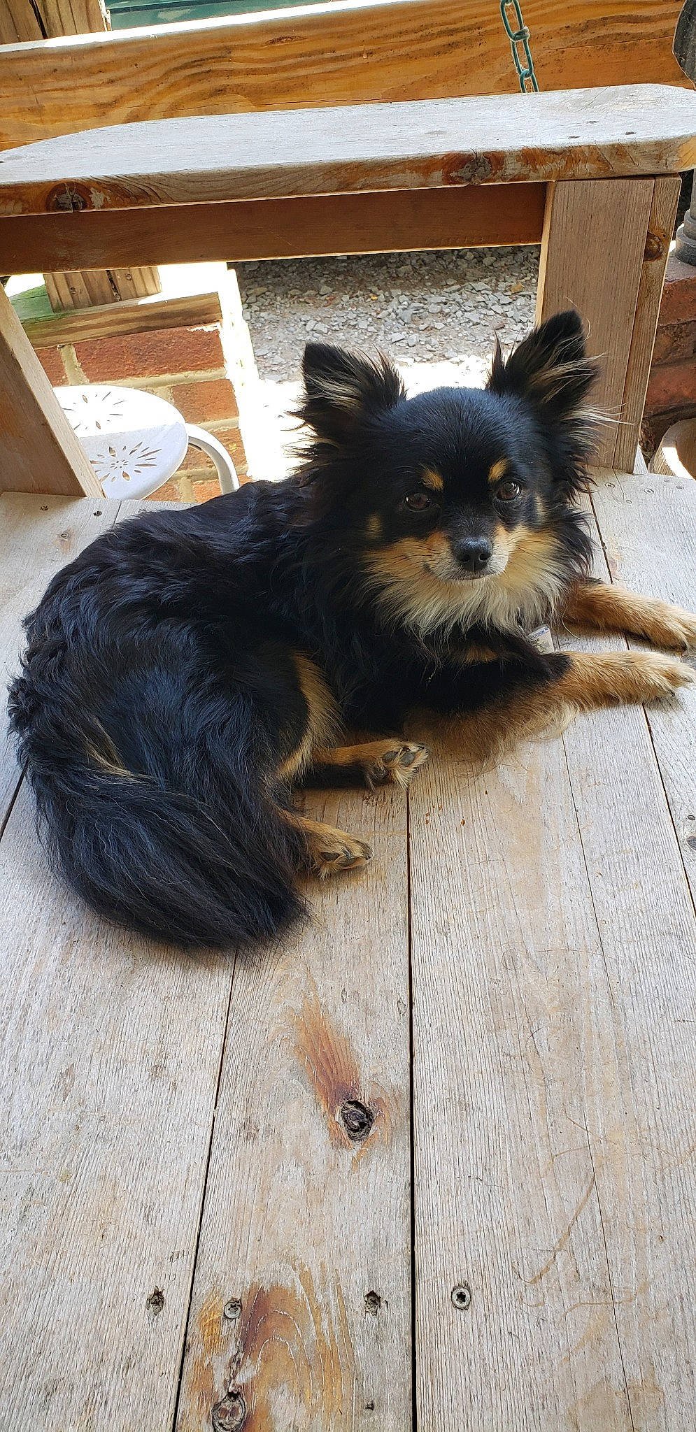Jethro is registered to the contest to win money with this photo: canidae, carnivore, companion_dog, dog, dog_breed, fawn, finnish_lapphund, papillon, pomeranian, puppy, rare_breed_dog, spitz, sporting_group, terrier, toy_dog