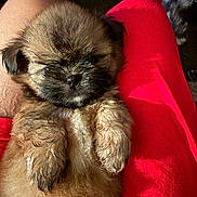Lei Lei is registered to the contest to win money with this photo: puppy, dog, small_dog, brown_fur, fluffy, sleepy, cute, pet, animal, portrait, close_up, being_held, human_arm, red_clothing, sunlight, indoor, furry, black_muzzle, dark_eyes, adorable