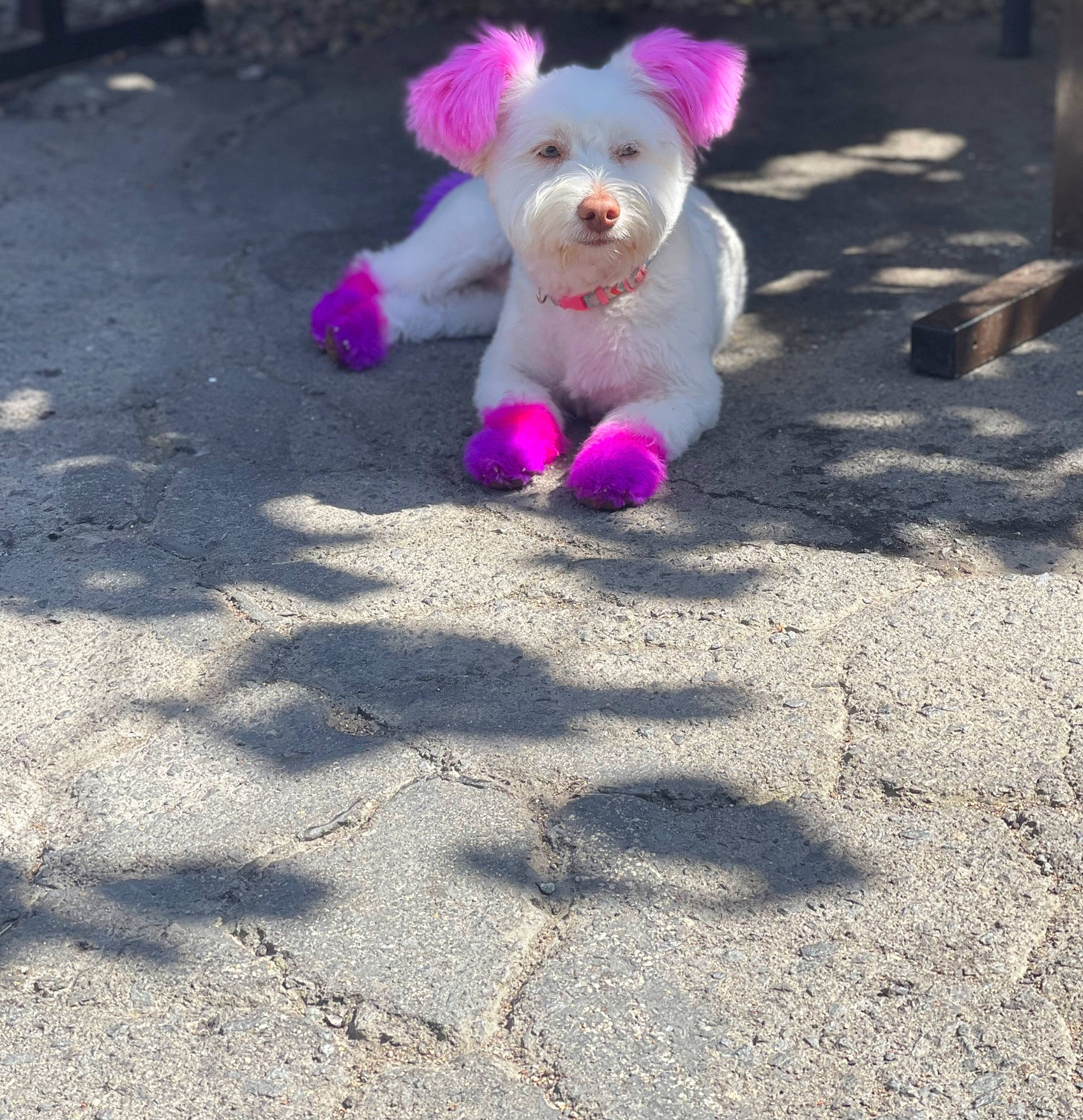 Luna joined the competition — help win amazing prizes! asphalt, carnivore, companion_dog, dog, dog_breed, dog_supply, dog_toy, fawn, magenta, paw, pink, purple, road_surface, snout, stuffed_toy, tail, tar, teddy_bear, toy, toy_dog