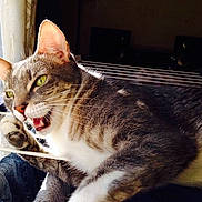 Canaille participe au concours pour gagner de l'argent avec cette photo :