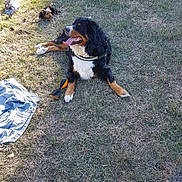 Kitty a rejoint le concours — aidez-le/la à gagner de superbes lots ! appenzeller_sennenhund, bernese_mountain_dog, canidae, carnivore, companion_dog, dog, dog_breed, entlebucher_mountain_dog, greater_swiss_mountain_dog, sporting_group, working_dog