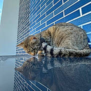 Steach a rejoint le concours — aidez-le/la à gagner de superbes lots ! cat, tabby, reflection, blue_brick_wall, curious, animal, pet, feline, striped, fur, outdoor, surface, mirror, closeup, whiskers, ears, tail, daylight, texture, pattern