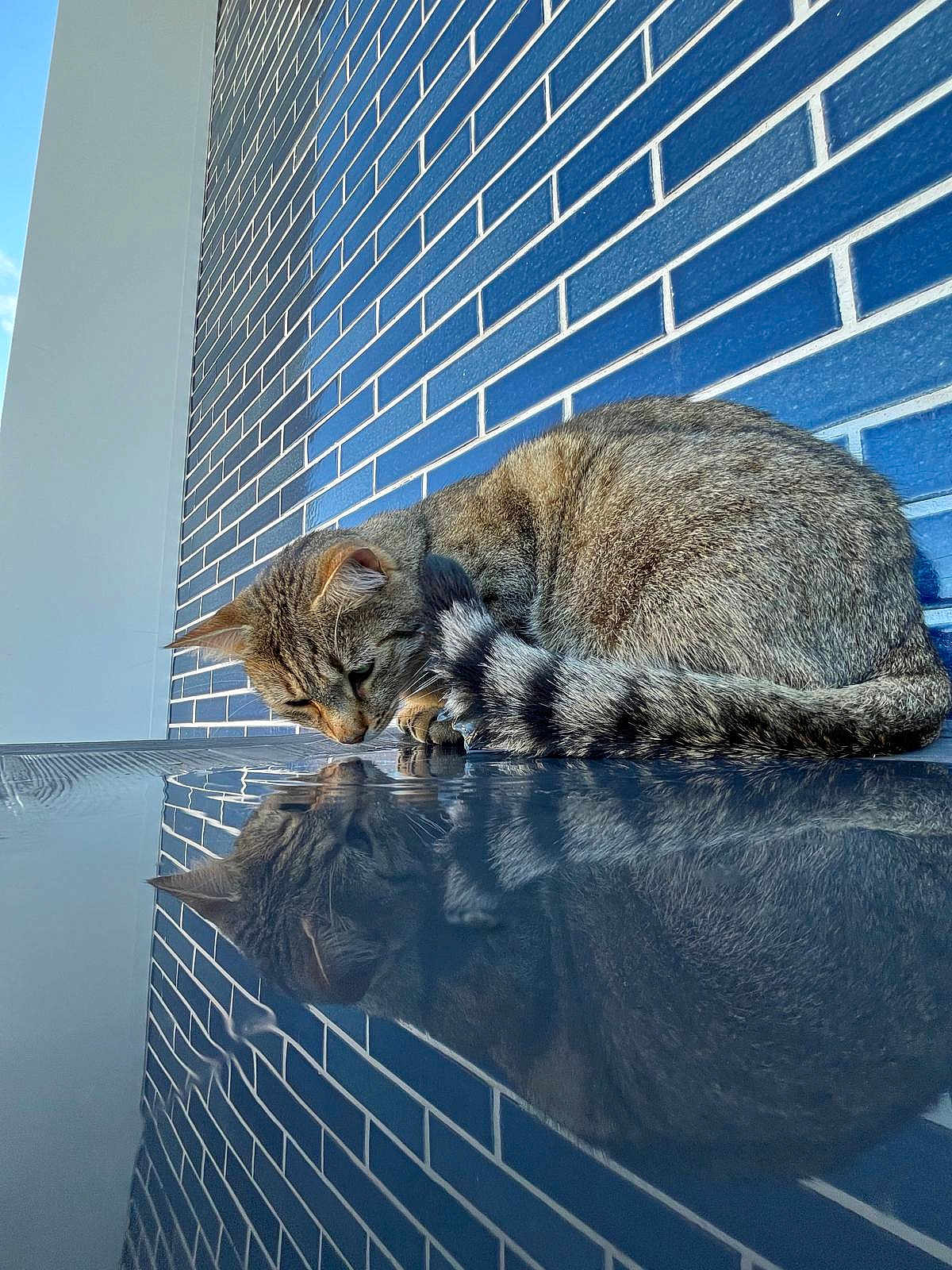 Steach a rejoint le concours — aidez-le/la à gagner de superbes lots ! cat, tabby, reflection, blue_brick_wall, curious, animal, pet, feline, striped, fur, outdoor, surface, mirror, closeup, whiskers, ears, tail, daylight, texture, pattern