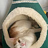 animal, carpet, cat, christmas_tree_shape, cozy, curious, cute, decorative, domestic_cat, fluffy, fur, holiday, indoor, looking_up, orange_and_white_cat, pet_bed, red_bow, resting, small_space, soft