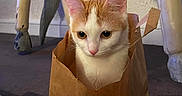 Gaïa a rejoint le concours — aidez-le/la à gagner de superbes lots ! animal, carpet, cat, curious, cute, ears, eyes, feline, floor, hiding, indoor, nose, orange_and_white, paint_chipped, paper_bag, pet, playful, table, whiskers, wooden_table