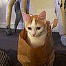 animal, carpet, cat, curious, cute, ears, eyes, feline, floor, hiding, indoor, nose, orange_and_white, paint_chipped, paper_bag, pet, playful, table, whiskers, wooden_table