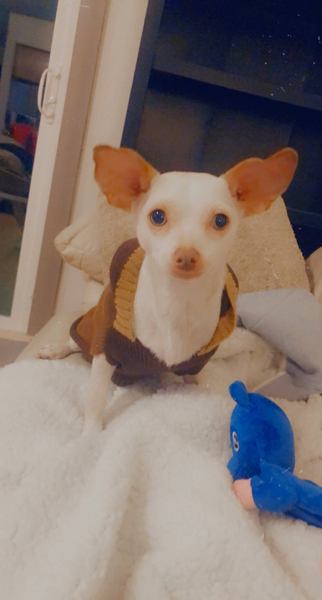 Dobby joined the competition — help win amazing prizes! animal_figure, brown, canidae, carnivore, chihuahua, dog_breed, dog_supply, dog_toy, fawn, non_sporting_group, peach, pet_supply, plush, snout, stuffed_toy, terrestrial_animal, toy, toy_dog, vertebrate, white
