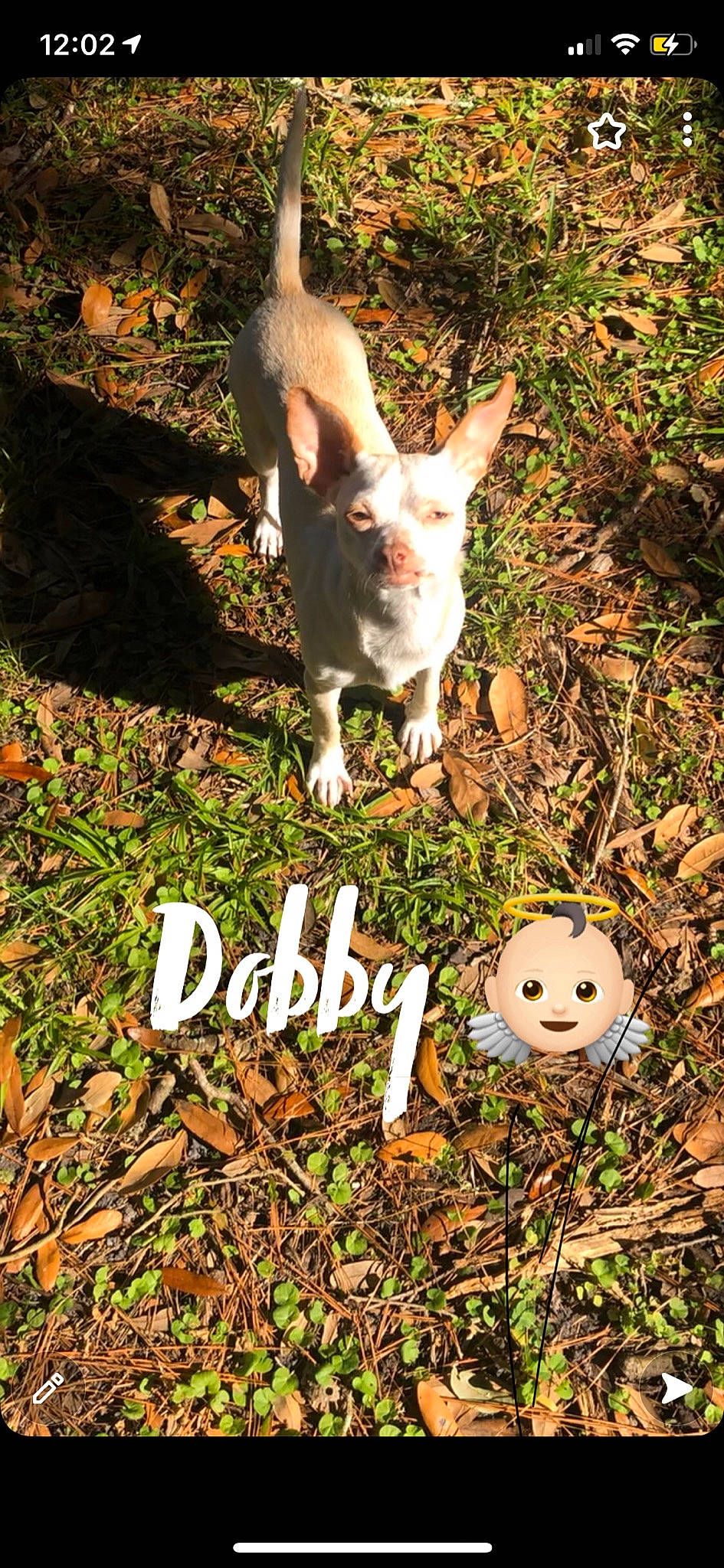 Dobby is registered to the contest to win money with this photo: canidae, carnivore, chihuahua, dog, dog_breed, emoticon, grass, non_sporting_group