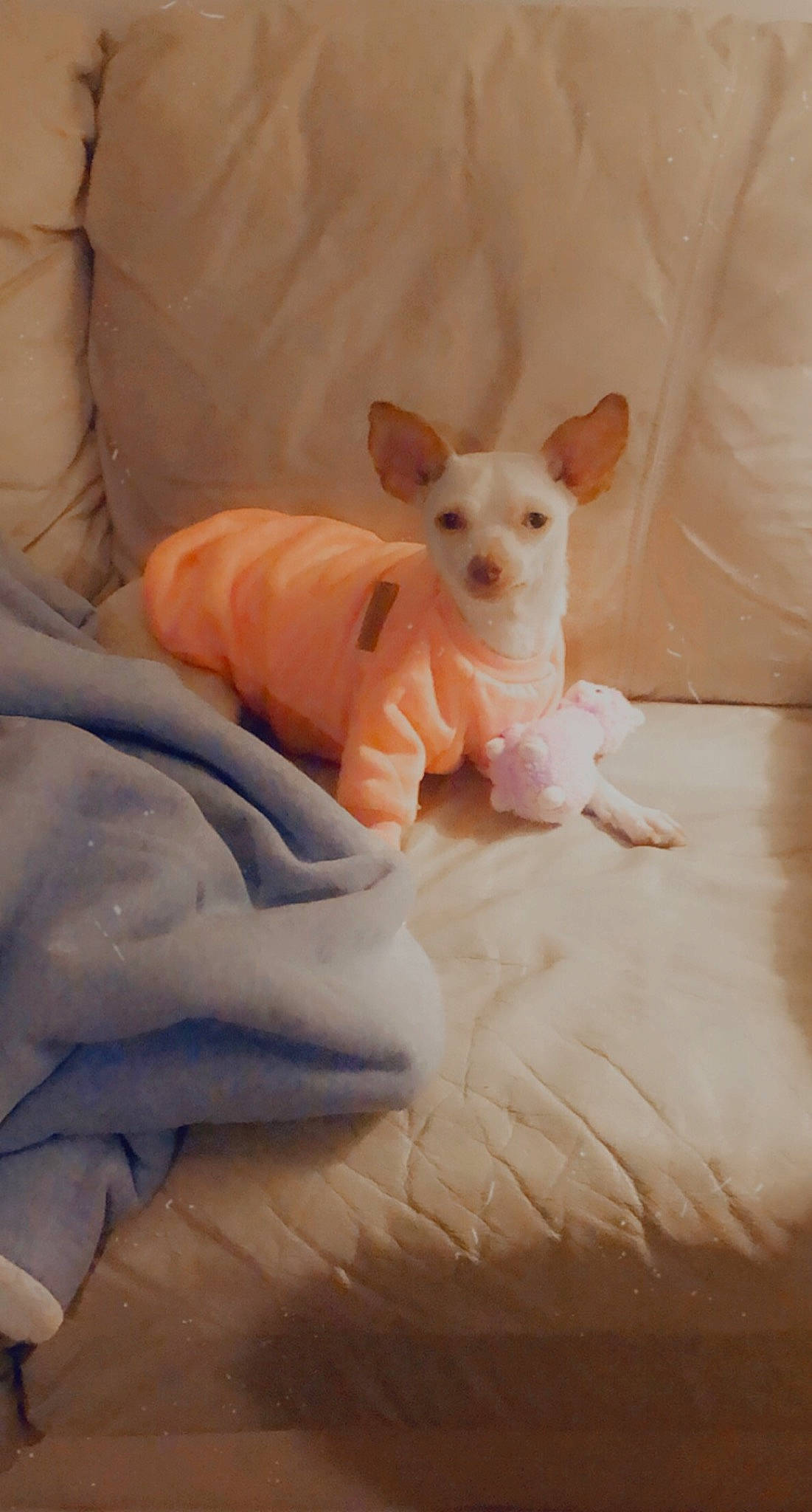 Dobby joined the competition — help win amazing prizes! beige, canidae, carnivore, companion_dog, dog, dog_breed, dog_supply, fawn, non_sporting_group, peach, pet_supply, pink, puppy, skin, small_terrier, snout, stuffed_toy, terrestrial_animal, toy, toy_dog