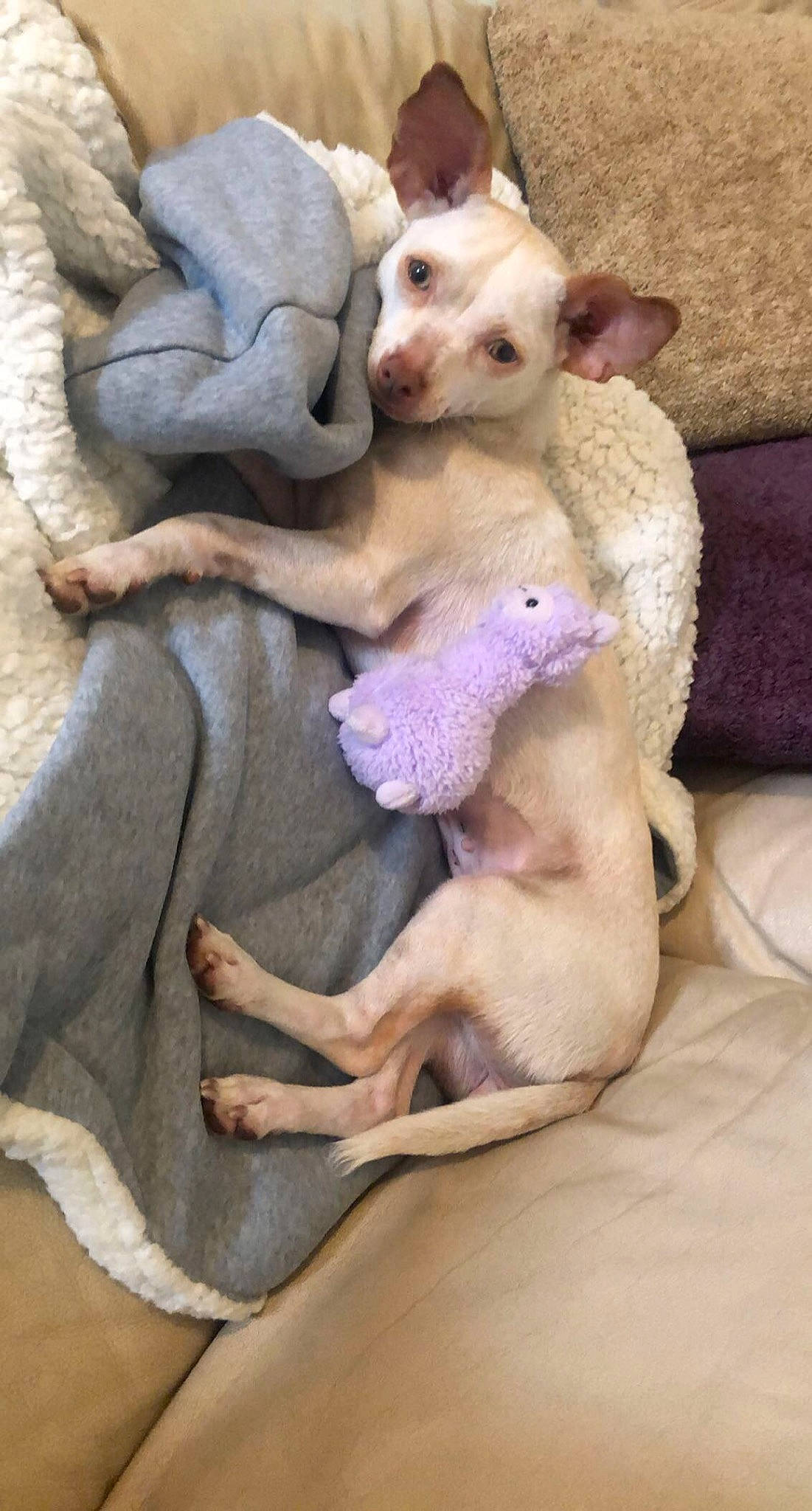 Dobby joined the competition — help win amazing prizes! canidae, carnivore, comfort, companion_dog, dog, dog_breed, fawn, foot, linens, non_sporting_group, paw, sleep, slipcover, sporting_group, terrier, vertebrate, working_animal, working_dog