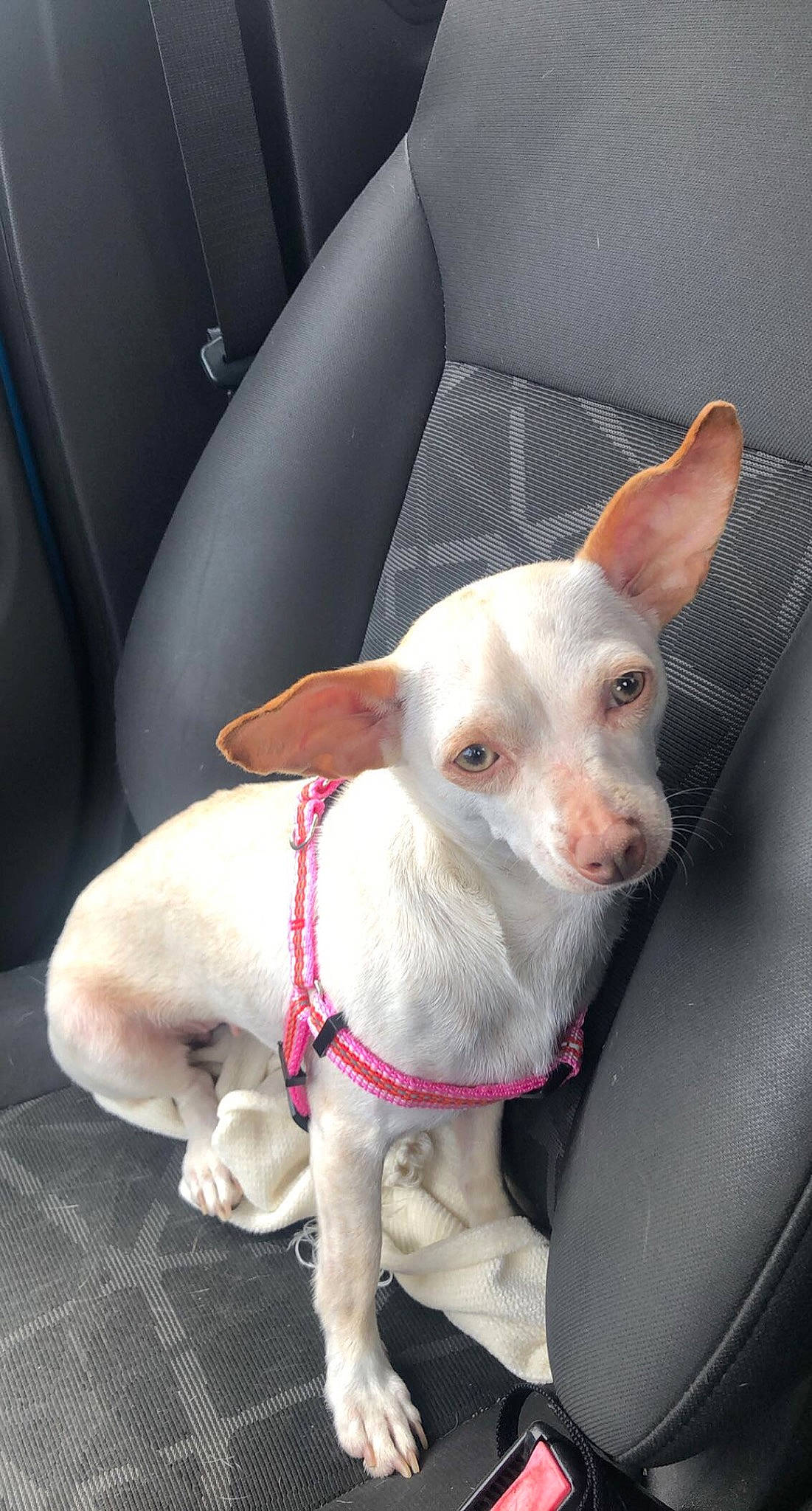 Dobby joined the competition — help win amazing prizes! canidae, car_seat, car_seat_cover, carnivore, collar, companion_dog, dog, dog_breed, fawn, head_restraint, non_sporting_group, pet_supply, pink, snout, vehicle_door, vertebrate, whiskers, working_animal